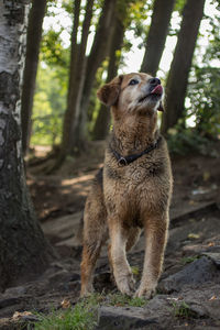 Dog standing on tree trunk in forest