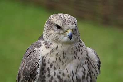 Close-up of owl