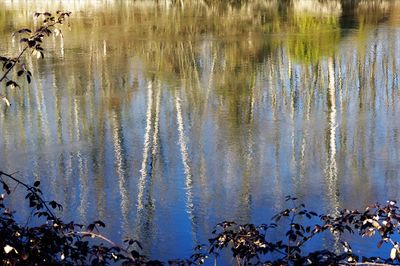 High angle view of plants in lake