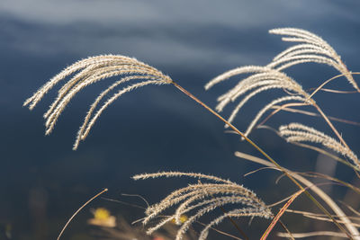 Close-up of stalks