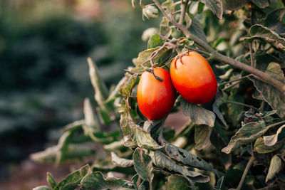 Close-up of tomatoes growing on tree