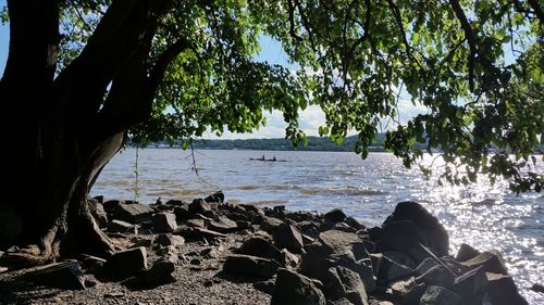 Trees on beach against sky