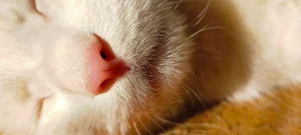 Close-up of cat sleeping