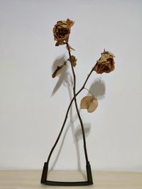 Close-up of wilted plant on table against white background