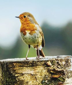 Close-up of bird perching on wall