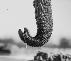 Close-up of lizard on field against sky