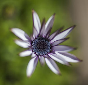 Close-up of purple flower