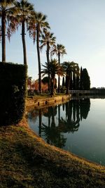 Palm trees by lake against sky