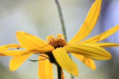 Close-up of yellow flowering plant