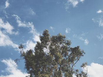 Low angle view of tree against sky