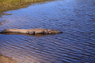 High angle view of crocodile in river