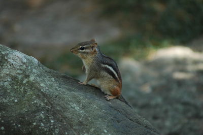 Chipmunk sitting on rock