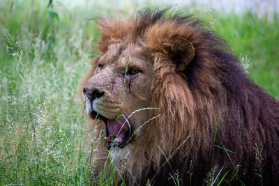 Close-up of a lion ooking away