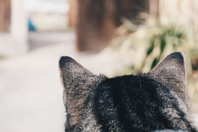 Close-up of cat