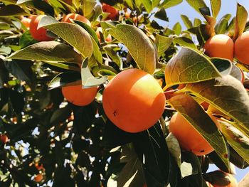 Close-up of fruits on tree