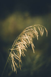 Close-up of plant against sky