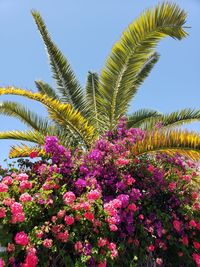 Pink flowering plants against clear sky