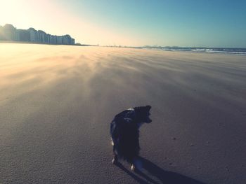Rear view of dog on beach