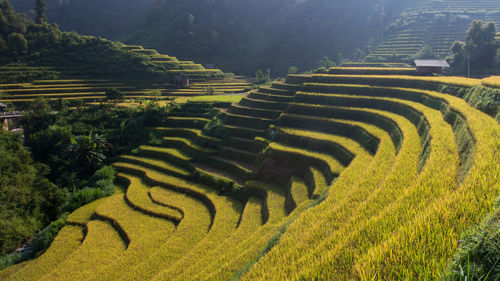 Scenic view of rice field