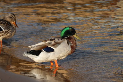 Ducks in a lake