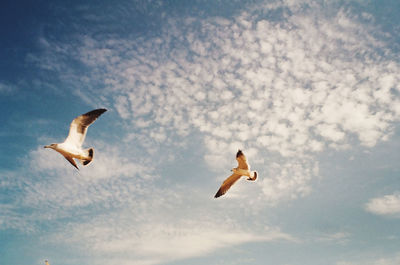 Low angle view of seagull flying