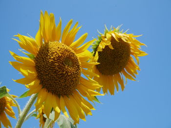 Close-up of sunflower against blue sky