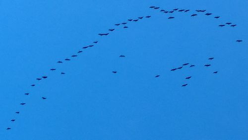 Low angle view of birds flying against blue sky