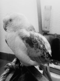 Close-up of parrot in cage