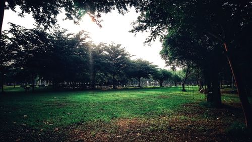 Trees in park against sky