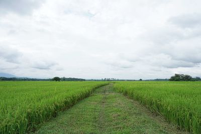 Scenic view of agricultural field against sky