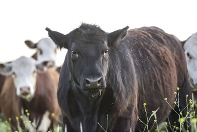 Close-up of cow standing against sky