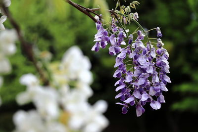 Close-up of purple flowering plant