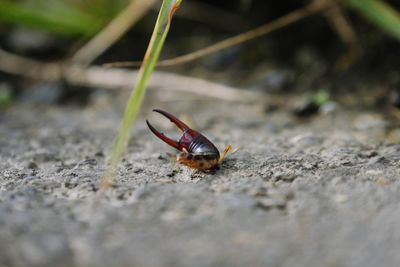 Close-up of insect on leaf