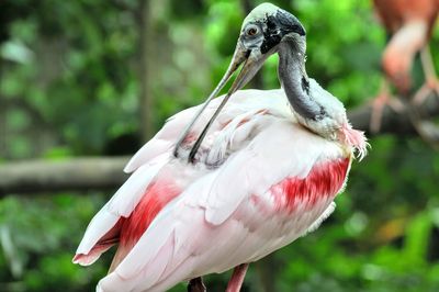 Close-up of bird against blurred background