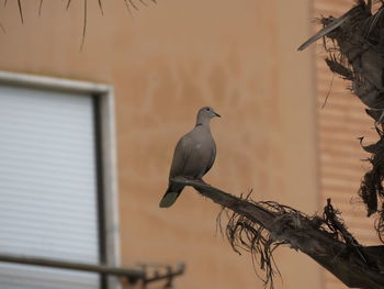 Bird perching on a branch