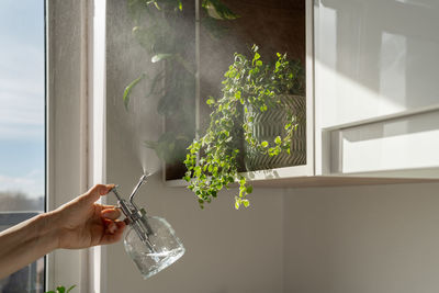 Woman spraying ficus pumila houseplant, using sprayer, moisturizes air surround leaves at home