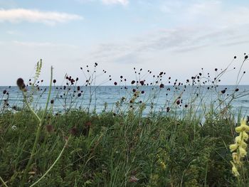 Flock of birds flying over plants against sky