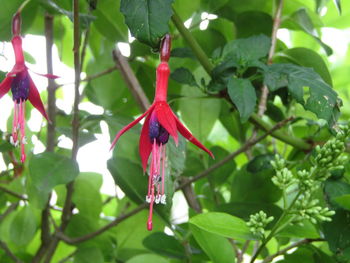 Close-up of red flower hanging on plant
