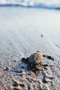 Close-up of  turtle on beach