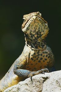 Close-up of himalayan lizard 