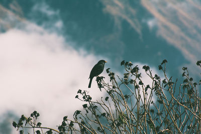 Low angle view of bird on tree