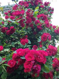 Close-up of pink flowering plants