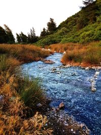 Scenic view of river amidst trees against sky