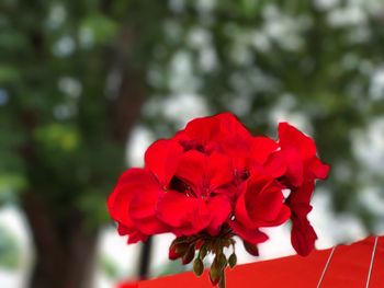 Close-up of red flowers blooming outdoors