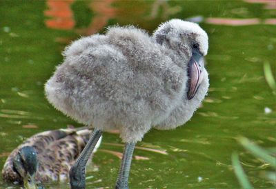 Close-up of insect on plant