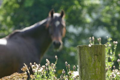 Horse among foliage