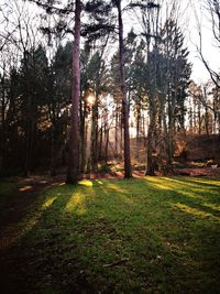 Trees in forest