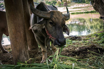 Water buffaloes grazing in shed