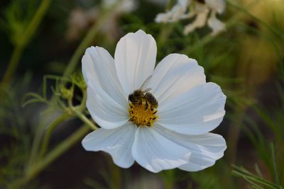 Close-up of honey bee pollinating on white flower