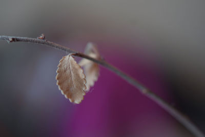 Close-up of dry leaf on twig